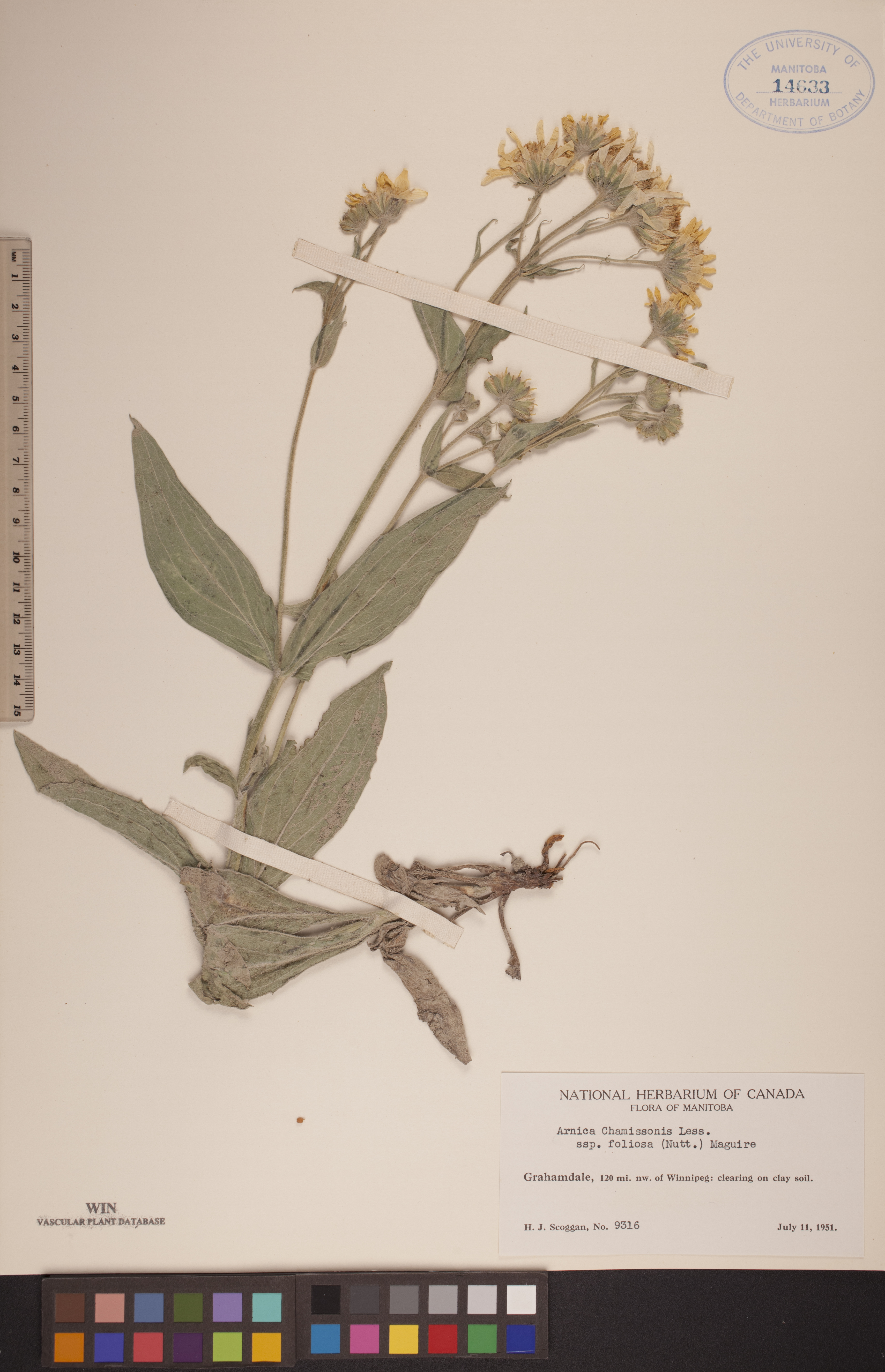 Arnica chamissonis subsp. foliosa image